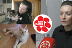 Případů nemocných koček z&nbsp;chovatelské stanice Fidelity Feline Violetty Dosedělové stále přibývá.