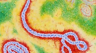 Nejnebezpečnější druh Eboly se umí šířit vzduchem