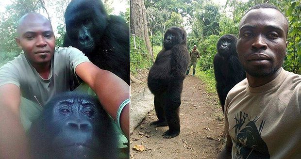 Pytláci jim zabili mámu, strážci parku je vypiplali od „miminek“: Gorily vystřihly selfie jako lidi