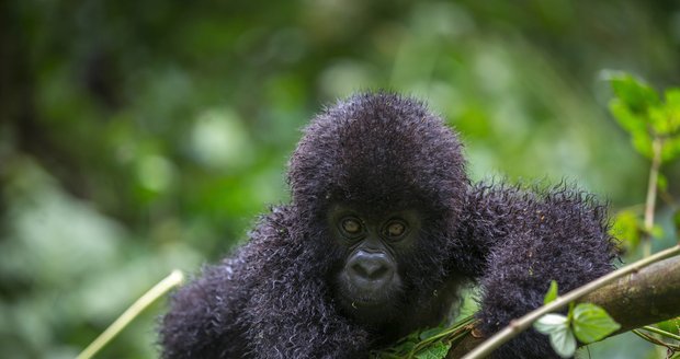 Gorily v Národním parku Virunga.
