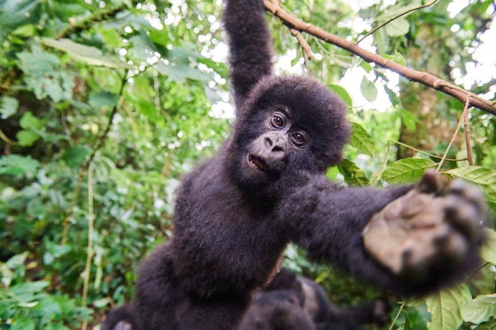 Gorily v Národním parku Virunga.