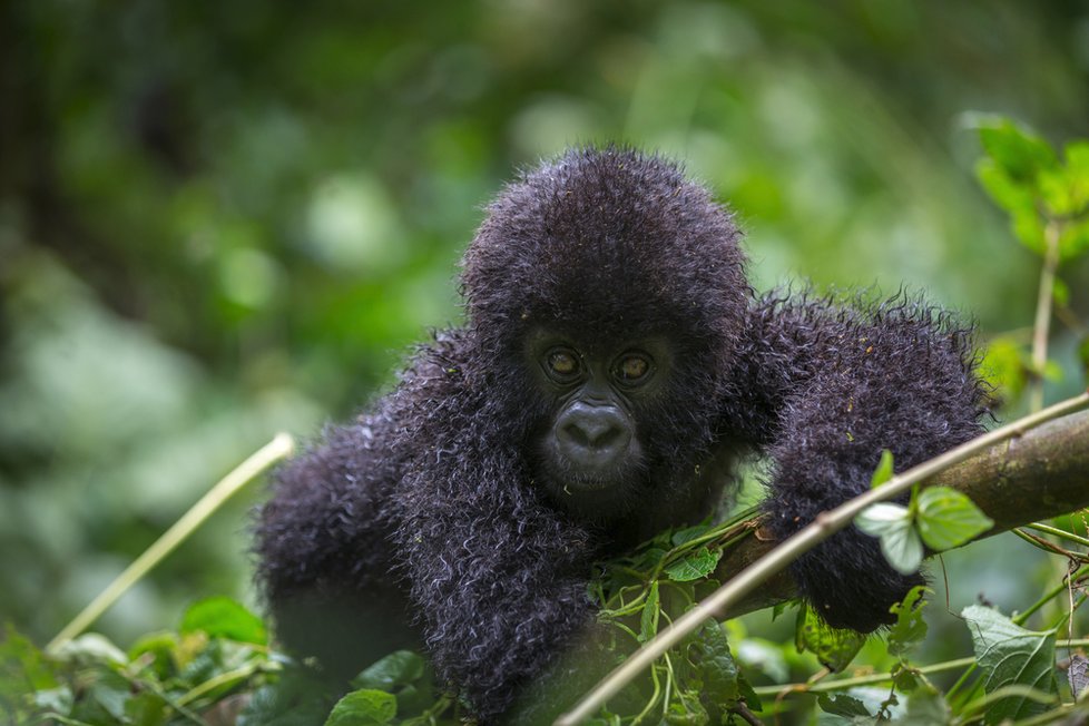 Gorily v Národním parku Virunga.