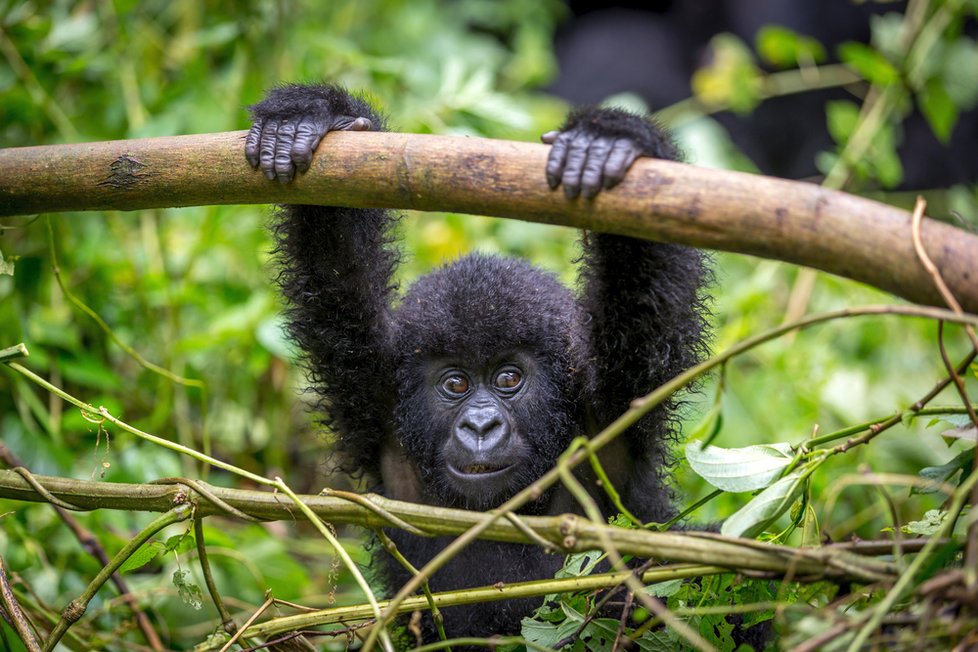 Gorily v Národním parku Virunga.