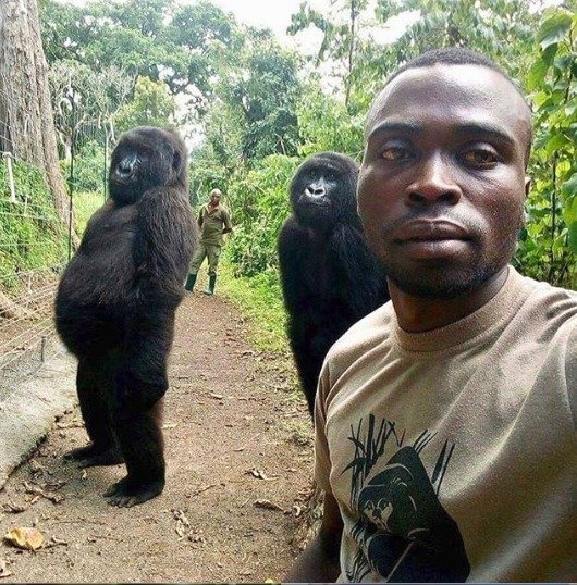 Selfie rangera s gorilama z národního parku Virunga obletělo svět.