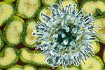 Virus chřipky by mohl být agresivnější