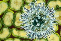 Virus chřipky bude agresivnější, varují lékaři. Hrozí podobné komplikace jako u covidu