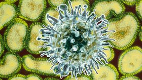 Virus chřipky by mohl být agresivnější