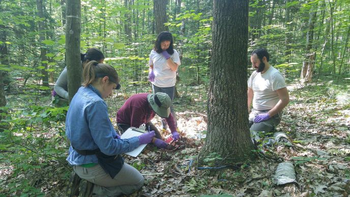 V jistém lese na území amerického Massachusetts téměř třicet let probíhal experiment, v rámci nějž vědci zkoumali, jak oteplování ovlivňuje půdní mikroorganismy.
