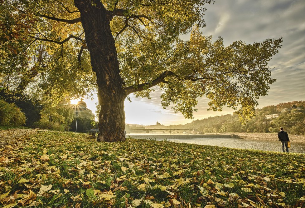 Vznikem této fotografie strávil Vít Fikejzl mnoho času. Na Štvanici se kvůli ní vracel opakovaně, aby vystihl tu správnou chvíli, kdy bude slunce za stromem. A když ta chvíle nastala - do záběru mu vlezl neznámý pán. Fotografie je o to možná ještě zajímavější.