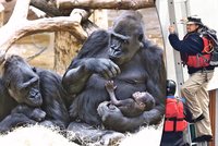 Kurátor primátů Vít Lukáš: Gorily zachraňoval dobrodruh!