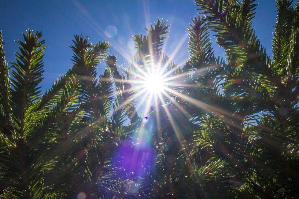 Díky slunečnímu svitu můžeme doplňovat vitamin D, v zimě je ho ale nedostatek. (Ilustrační foto)