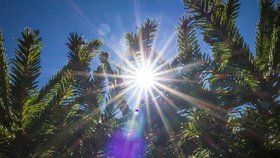 Díky slunečnímu svitu můžeme doplňovat vitamin D, v zimě je ho ale nedostatek. (Ilustrační foto)