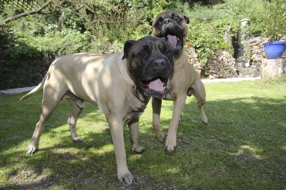 Kromě Pavla a Janise obývají dům i dva bullmastiff ové Hubert a Oliver.