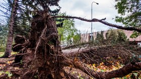 Škody po vichřici Herwart pojišťovny stály 1,5 miliardy korun.