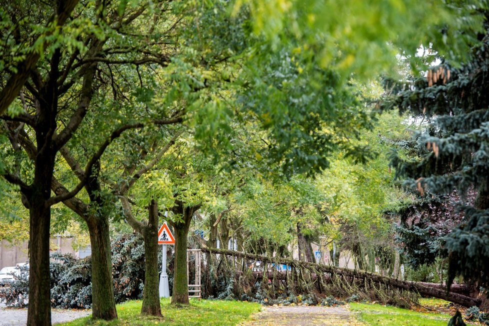 Silný vítr zaměstnává hasiče a ohrožuje Čechy. Padající stromy už i zabíjely