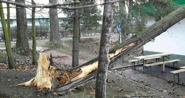 Víkendový vítr kosil vše, co mu stálo v cestě – hasiči museli zachraňovat paraglidistu ze stromu.