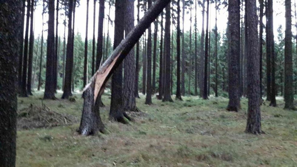 Víkendový vítr kosil vše, co mu stálo v cestě - hasiči museli zachraňovat paraglidistu ze stromu.