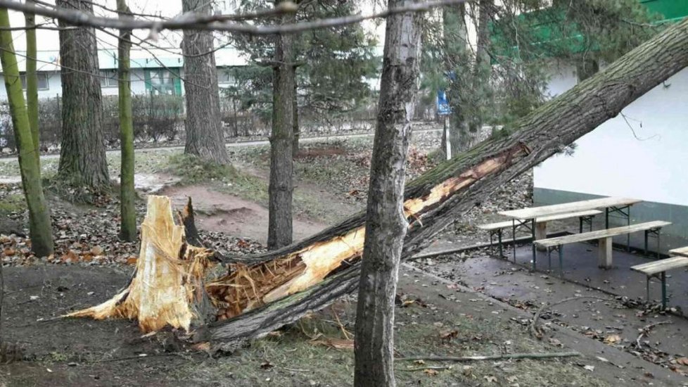 Vítr v prosinci kosil vše, co mu stálo v cestě -archivní foto