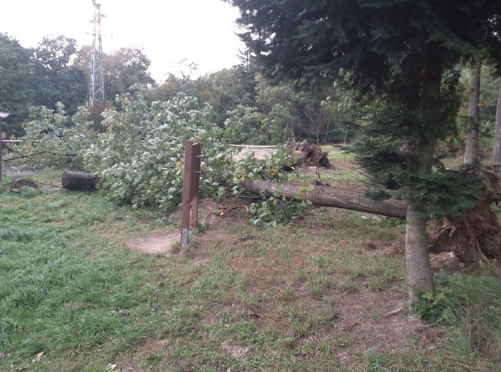 Severovýchod Česka postihne silný vítr, na horách dosáhne rychlosti i 110 km/h.