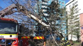 V ostravských Mariánských horách hasiči likvidovali vyvrácený strom.