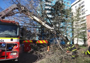 V ostravských Mariánských horách hasiči likvidovali vyvrácený strom.