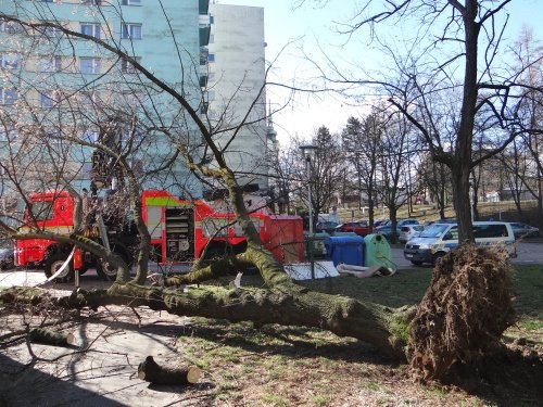 V ostravských Mariánských horách hasiči likvidovali vyvrácený strom.