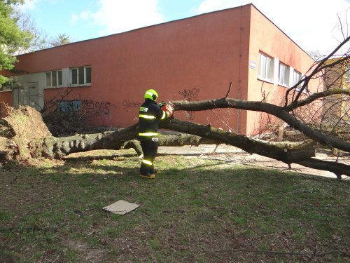 V ostravských Mariánských horách hasiči likvidovali vyvrácený strom.