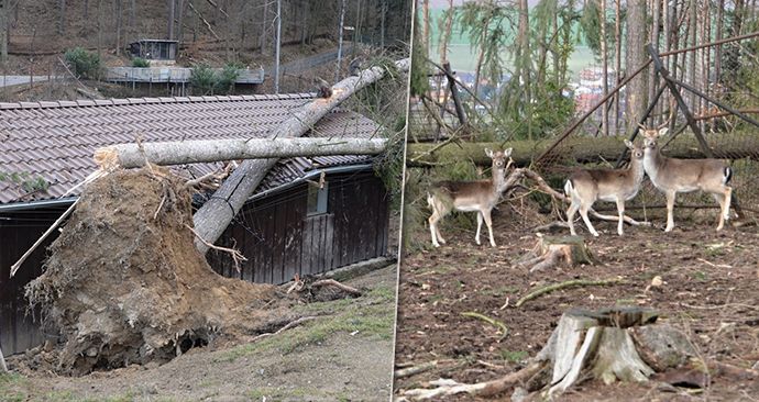 Orkán Eberhard poškodil v ZOO Olomouc několik výběhů a ubikací. Na útěku je stádo jelenů a daňků (11. 3. 2019)