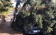 Prahu trápí hlavně popadané stromy, některé z nich poškodily i zaparkovaná auta.