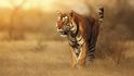 Dominantní samec tygra indického v národním parku Ranthambhór, mém druhém domově