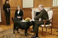 Putin se sejde s Merkelovou, vytáhne opět černého psa? Volat mu bude Trump