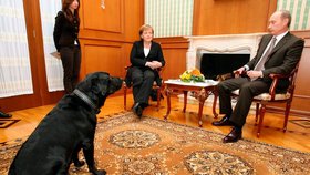 Na jednání Vladimira Putin a Angely Merkelové v roce 2007 v Soči nechyběl velký černý pes.