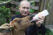 Ruský prezident Vladimir Putin má věřit starému ruskému rituálu, že koupel v jelení krvi přináší zázračné účinky