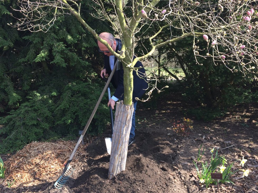 Vladimír Remek letěl do vesmíru před 40 lety, v pražské botanické zahradě zasadil strom.