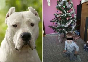 Policie v případu Vlastíka, kterého zakousl pes, obvinila třicetiletého muže. Jde pravděpodobně o příbuzného.