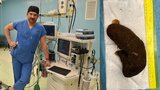 Unikátní operace v Opavě: Dívka (11) jí svoje vlasy! V žaludku měla chuchvalec jako šutr!