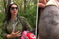 Brutální útoky dvou vlčáků: Mezi oběťmi je i pes zchudlé milionářky Nory Kabrheľové