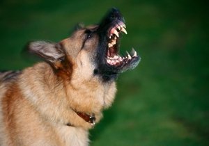 Vlčák napadl v Brně labradora, pak se servali i psí majitelé (62 a 63). Ilustrační foto.