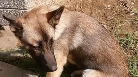 Zloděj v Ostravě ukradl i štěně vlčáka.