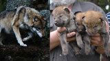 Na Šumavě je o pět vlků víc: V neděli pokřtili nová mláďata