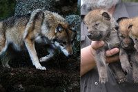Na Šumavě je o pět vlků víc: V neděli pokřtili nová mláďata