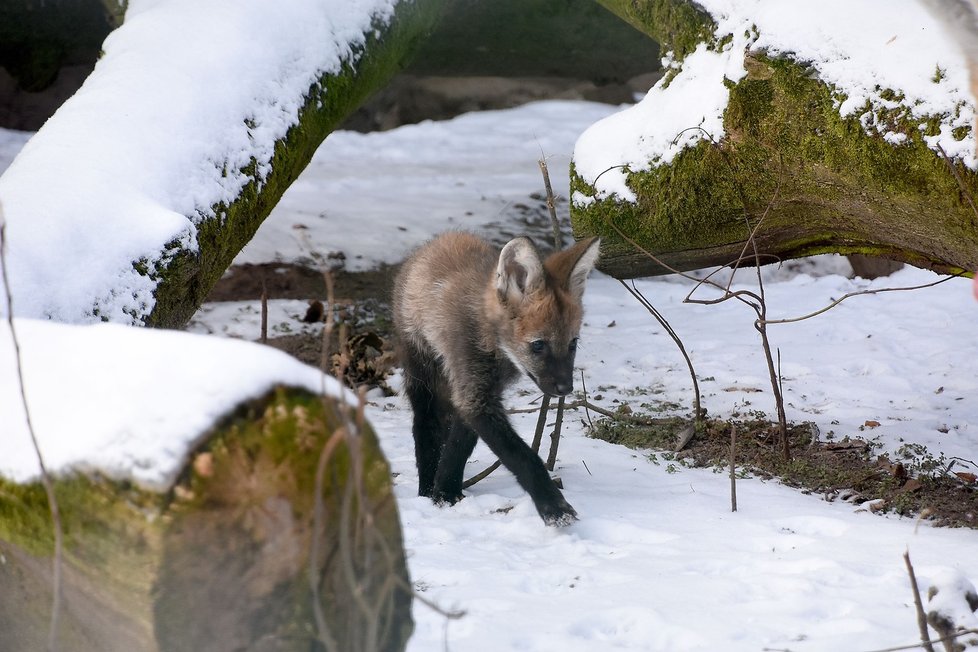 Malý nezbeda už zkoumá venkovní výběh. Pokud se zlepší pandemická situace, uvidí ho návštěvníci hodonínské zoo už na jaře.