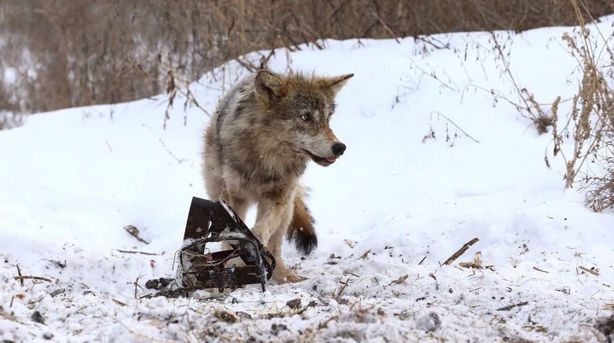 Vlkům se v zamořené zóně Černobylu nebývale daří.