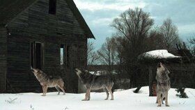 Vlkům se v zamořené zóně Černobylu nebývale daří