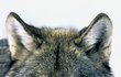 Dospělý vlk, jak se jej podařilo vyfotit v lesích v Bavorsku