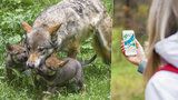 Pražskou zoo trápí hledači „kešek“: Vystavují se obrovskému nebezpečí!