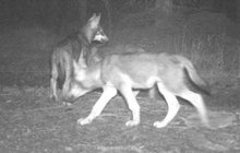 Vzácná zvířata se vracejí na Šumavu: Běhají tam dvě smečky vlků