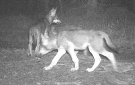 Na Šumavě se pohybují vlci už ve dvou smečkách. 