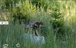 V Česku byl vlk ve 20. století téměř vyhuben, nyní se do naší přírody vrací a zabydluje se v ní.
