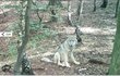 V Česku byl vlk ve 20. století téměř vyhuben, nyní se do naší přírody vrací a zabydluje se v ní.